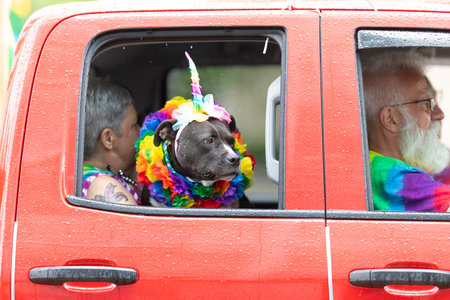 Cincinnati, Ohio, USA - June 22, 2019: The Cincinnati Pride Parade, Dog wearing an unicorn horn, riding in a truck under the rainのeditorial素材