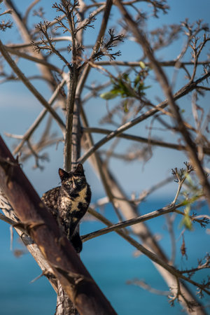 Stray beach catの写真素材