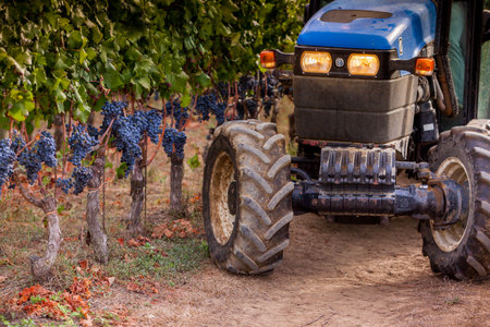 Processing and care of the vineyards in Tuscany of red and white wine in Bolgheriの写真素材