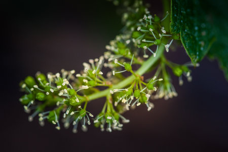 Processing and care of the vineyards in Tuscany of red and white wine in Bolgheri, details of small flowers ready to germinate and form the grain of grapeの写真素材