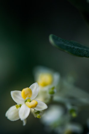 small olive flowers ready to cheat and make the grainの写真素材