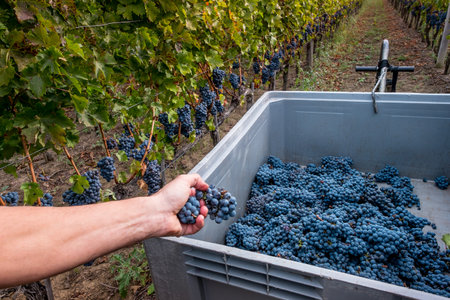 Processing and care of the vineyards in Tuscany of red and white wine in Bolgheri