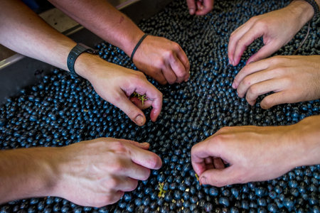 Processing and care of the vineyards in Tuscany of red and white wine in Bolgheriの写真素材