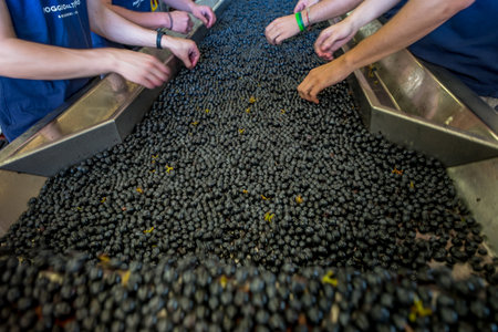Processing and care of the vineyards in Tuscany of red and white wine in Bolgheri