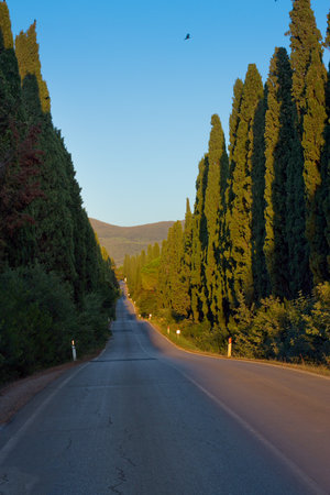 The famous cypress avenue, a street of 5 km that connects the Oratorio di San Guido to the old town of Bolgheriの写真素材