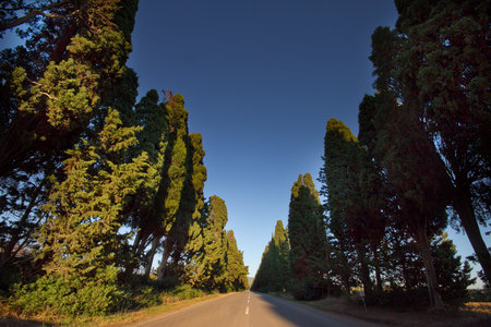 The famous cypress avenue, a street of 5 km that connects the Oratorio di San Guido to the old town of Bolgheriの写真素材