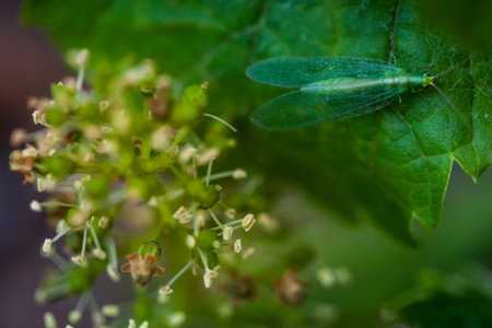 Processing and care of the vineyards in Tuscany of red and white wine in Bolgheri, province of Leghornの写真素材
