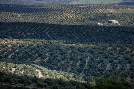 Andalusia, Spain, vast expanses of olive trees in the valley opposite the town of Ubedaの写真素材