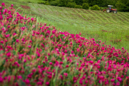 Querceto, Montecatini Val di Cecina, Pisa - Italy - in the spring landscape with crops of malito fields, alfalfa in bloomの写真素材