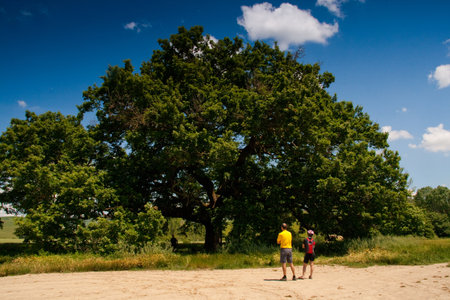 Val d'Orcia, Siena, mountain bike excursion in the Tuscan hills - the famous Oak The Checcheの写真素材