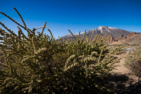 Tenerife, Espana - Natural Park of Teide with the great Volcanoの写真素材