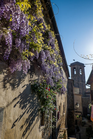 GUARDISTALLO, Pisa, Italy - In the Castle area the civic tower and some residences with wisteria
