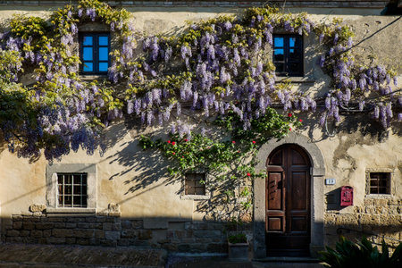 GUARDISTALLO, Pisa, Italy - In the Castle area residences with wisteria, windows and doorsのeditorial素材