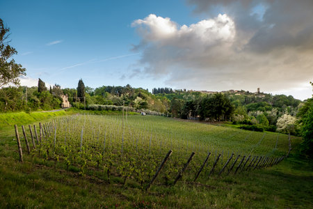 Montescudaio, Pisa, Tuscany, Italy, Landscape from the vineyards of the Le Basseの写真素材