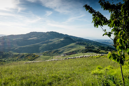 VOLTERRA, TUSCANY - MAY 21, 2017 - Flocks of sheep on the hills leading from Volterra to the medieval village of Mazzollaのeditorial素材