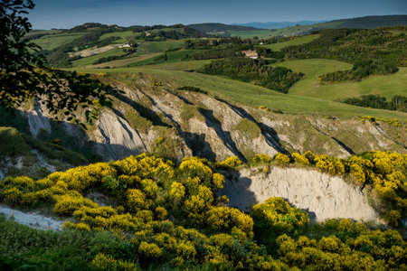VOLTERRA, TUSCANY - MAY 21, 2017 - Yellow wild gulls surround the hills leading from Volterra to the...