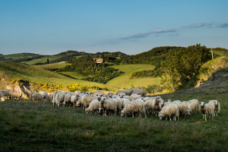 VOLTERRA, TUSCANY - MAY 21, 2017 - Flocks of sheep on the hills leading from Volterra to the medieval village of Mazzollaのeditorial素材