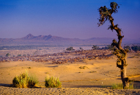 PUSHKAR, INDIA - NOVEMBER 17: Camels at the annual livestock fair on November 17, 1982 in Pushkar, Rajasthan, Indiaのeditorial素材