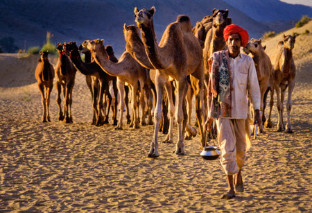 PUSHKAR, INDIA - NOVEMBER 17: Camels at the annual livestock fair on November 17, 1982 in Pushkar, Rajasthan, Indiaのeditorial素材