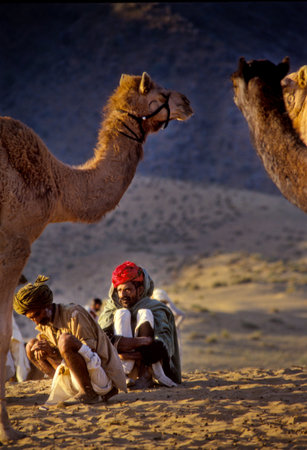 PUSHKAR, INDIA - NOVEMBER 17: Camels at the annual livestock fair on November 17, 1982 in Pushkar, Rajasthan, Indiaのeditorial素材