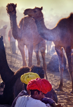 PUSHKAR, INDIA - NOVEMBER 17: Camels at the annual livestock fair on November 17, 1982 in Pushkar, Rajasthan, Indiaのeditorial素材