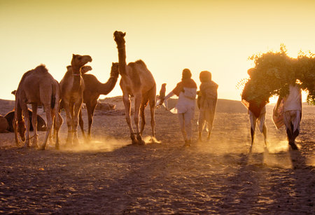 PUSHKAR, INDIA - NOVEMBER 17: Camels at the annual livestock fair on November 17, 1982 in Pushkar, Rajasthan, Indiaのeditorial素材