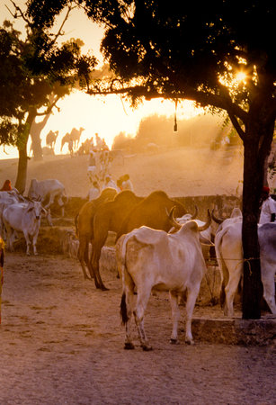 PUSHKAR, INDIA - NOVEMBER 17: Camels at the annual livestock fair on November 17, 1982 in Pushkar, Rajasthan, Indiaのeditorial素材