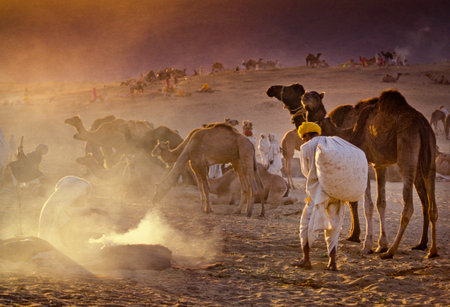 PUSHKAR, INDIA - NOVEMBER 17: Camels at the annual livestock fair on November 17, 1982 in Pushkar, Rajasthan, Indiaのeditorial素材