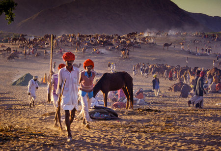 PUSHKAR, INDIA - NOVEMBER 17: Camels at the annual livestock fair on November 17, 1982 in Pushkar, Rajasthan, Indiaのeditorial素材