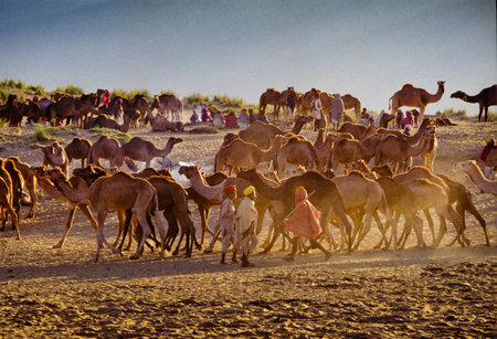 PUSHKAR, INDIA - NOVEMBER 17: Camels at the annual livestock fair on November 17, 1982 in Pushkar, Rajasthan, Indiaのeditorial素材