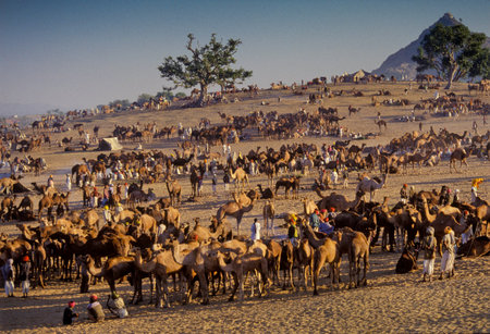 PUSHKAR, INDIA - NOVEMBER 17: Camels at the annual livestock fair on November 17, 1982 in Pushkar, Rajasthan, Indiaのeditorial素材