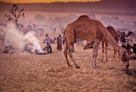 PUSHKAR, INDIA - NOVEMBER 17: Camels at the annual livestock fair on November 17, 1982 in Pushkar, Rajasthan, Indiaのeditorial素材