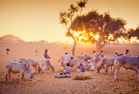 PUSHKAR, INDIA - NOVEMBER 17: Camels at the annual livestock fair on November 17, 1982 in Pushkar, Rajasthan, Indiaのeditorial素材