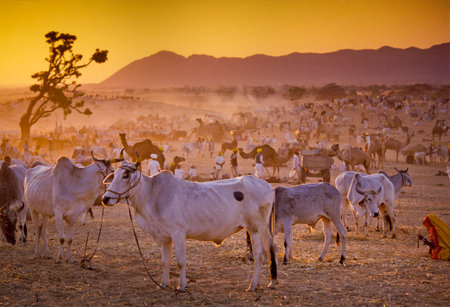 PUSHKAR, INDIA - NOVEMBER 17: Camels at the annual livestock fair on November 17, 1982 in Pushkar, Rajasthan, Indiaのeditorial素材