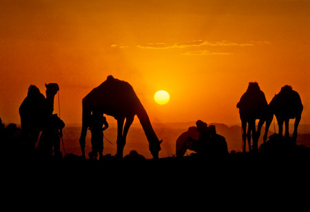 PUSHKAR, INDIA - NOVEMBER 17: Camels at the annual livestock fair on November 17, 1982 in Pushkar, Rajasthan, Indiaのeditorial素材