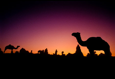 PUSHKAR, INDIA - NOVEMBER 17: Camels at the annual livestock fair on November 17, 1982 in Pushkar, Rajasthan, Indiaのeditorial素材