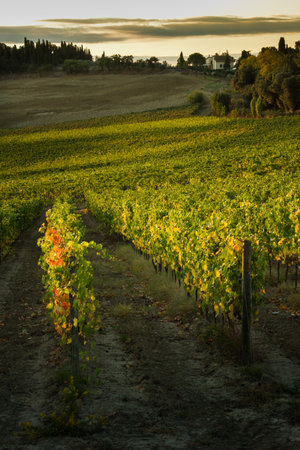 VAL D'ORCIA, TUSCANY/ITALY - Vineyard in Val d'Orcia Tuscanyのeditorial素材