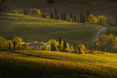VAL D'ORCIA, TUSCANY/ITALY - Vineyard in Val d'Orcia Tuscanyのeditorial素材