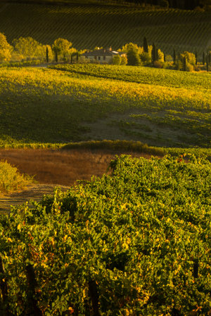 VAL D'ORCIA, TUSCANY/ITALY - Vineyard in Val d'Orcia Tuscanyのeditorial素材