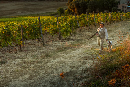 VAL D'ORCIA, TUSCANY/ITALY OCT 08 - Vineyard and hunter with the dog in Val d'Orcia Tuscany on October 08, 2011のeditorial素材