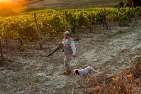 VAL D'ORCIA, TUSCANY/ITALY OCT 08 - Vineyard and hunter with the dog in Val d'Orcia Tuscany on October 08, 2011のeditorial素材