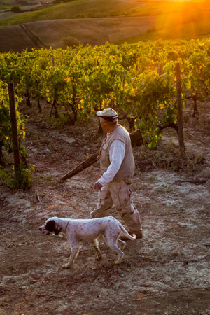 VAL D'ORCIA, TUSCANY/ITALY OCT 08 - Vineyard and hunter with the dog in Val d'Orcia Tuscany on October 08, 2011のeditorial素材