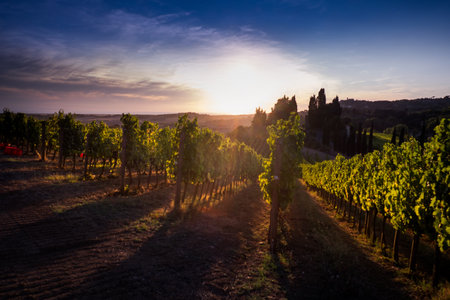 Casale Marittimo, Tuscany, Italy, view across the vineyards on sunset lights