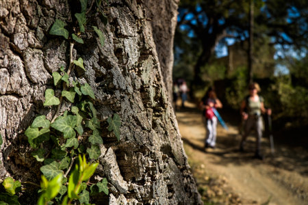 Montescudaio, Pisa, Italy - October 19, 2017 - ivy attached to the bark of the secular oak and hikers walk along the hills rich in vineyards, olive groves, cork oak trees, mushrooms and water courses in the area of Montescudaio province of Pisa in Tuscanyの写真素材