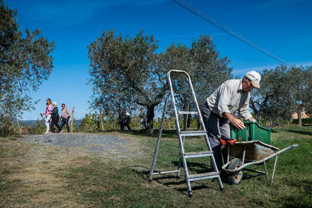 Montescudaio, Pisa, Italy - October 19, 2017 - Hikers walk along the hills rich in vineyards, olive groves, cork oak trees, mushrooms and water courses in the area of Montescudaio province of Pisa in Tuscanyのeditorial素材