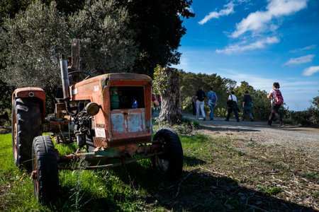Montescudaio, Pisa, Italy - October 19, 2017 - Hikers walk along the hills rich in vineyards, olive groves, cork oak trees, mushrooms and water courses in the area of Montescudaio province of Pisa in Tuscany, old tractorのeditorial素材