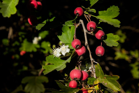 Volterra, Pisa, Italy - November 1, 2017: rosehip berries walking from Saline to Volterra hills with panoramic views across the old railwayのeditorial素材