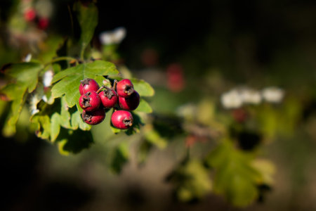 Volterra, Pisa, Italy - November 1, 2017: Rosehip berries walking from Saline to Volterra hills with panoramic views across the old railwayの写真素材