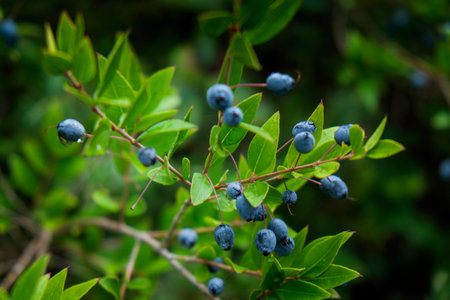 It is an itinerary in the Monterufoli Nature Reserve, the path turns through the old railway realised for transporting the brown-coal and operating between 1872 and 1928, black myrtle berriesの写真素材