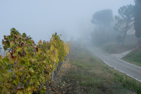Autumnal trekking in the province of Siena, from Buonconvento village along the Cassia Road, to the confluence of the rivers Arbia and Ombrone then along the historical Via Francigena and the village of Chiusureの写真素材